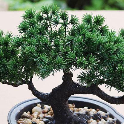 Obraz Sztuczna bonsai w doniczce